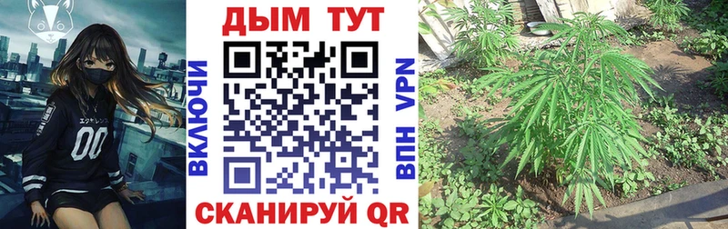 Канабис OG Kush  как найти   Ак-Довурак 